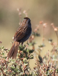 Lincolns Sparrow 9807